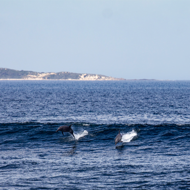 Dolphins through Cape to Cape track - Western Australia