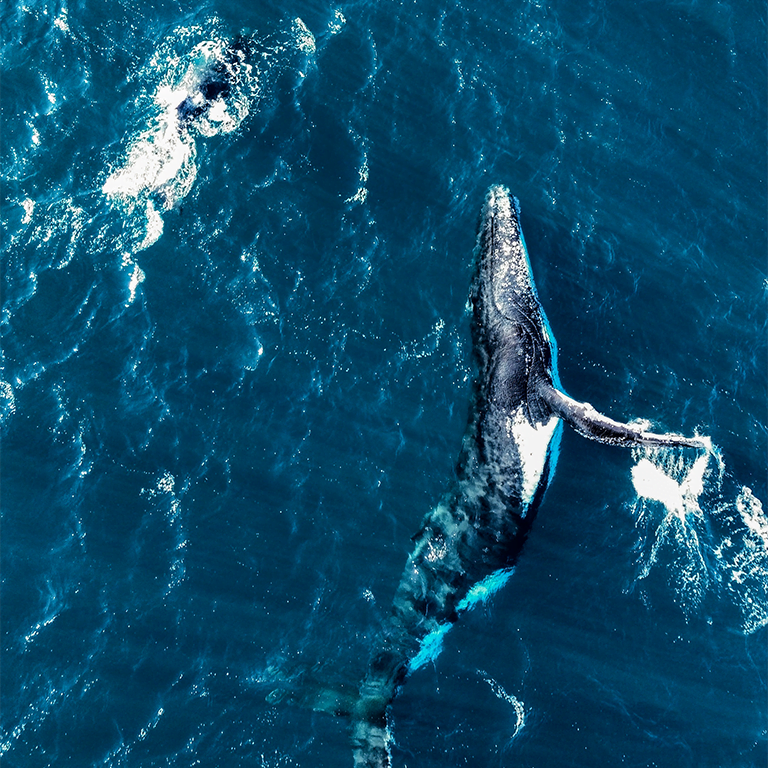 Whales migration Margaret River - Cape Naturaliste